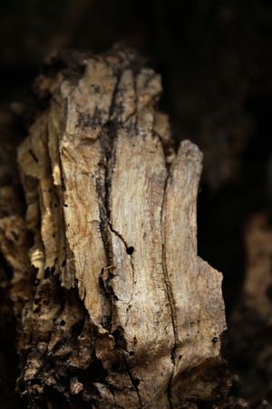 Texture of brown tree stump with growth rings