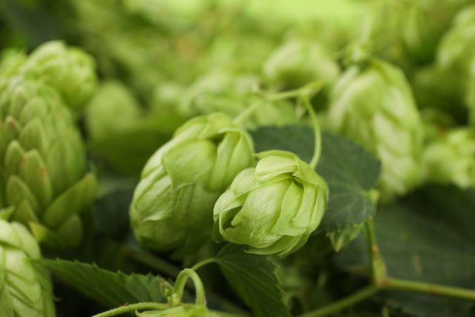 Branch of hop against blurred greenery background