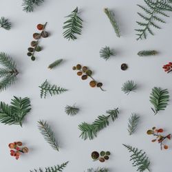 Christmas tree branches, autumn leaves, fir branches on light table background