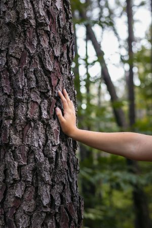 Close up of a hand on a tree