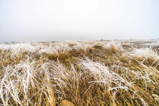 Wild field with frost in winter