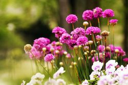 Flowerbed with various flowers in park