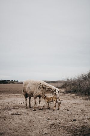 Sheep grazing in the mountain