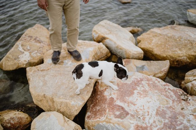 Small dog standing on rocks near sea
