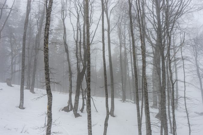 Thin trees in winter on Caucasus mountains