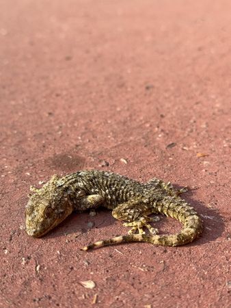 Moorish Gecko lying on sand