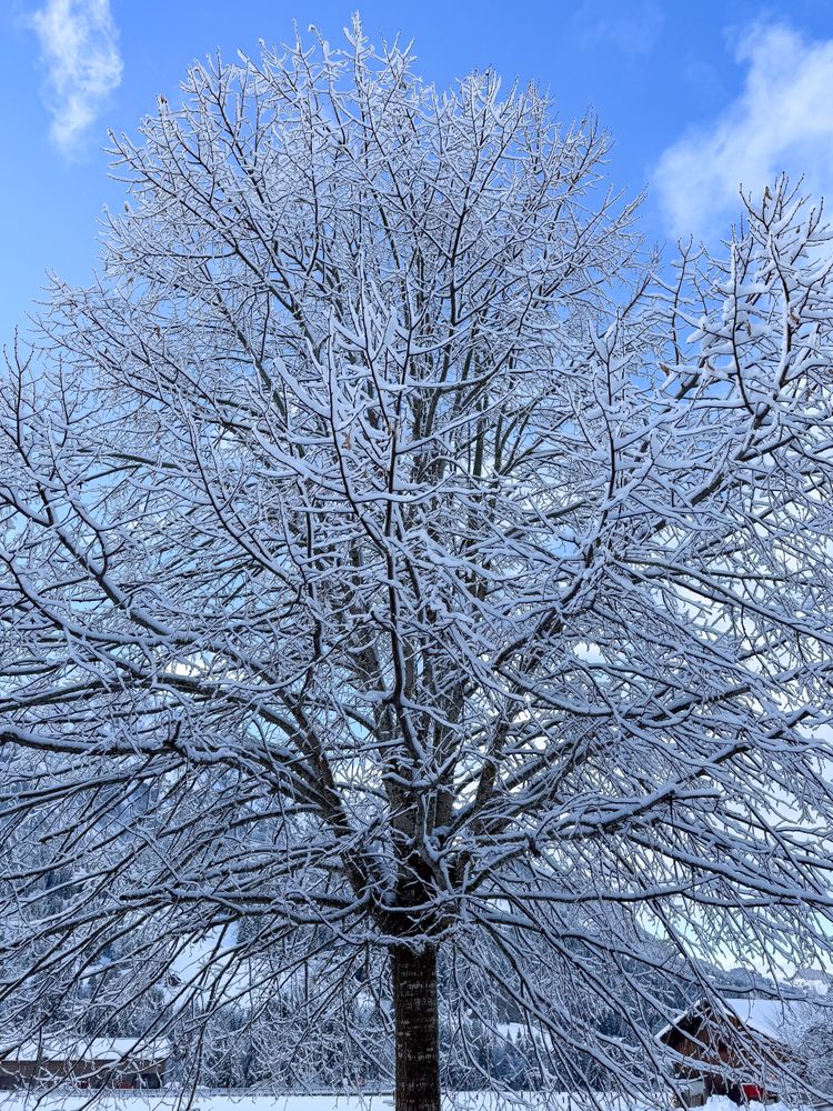 Fresh powder snow on top of a leafless tree