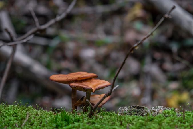 Group of brown mushrooms growing on mossy floor of forest