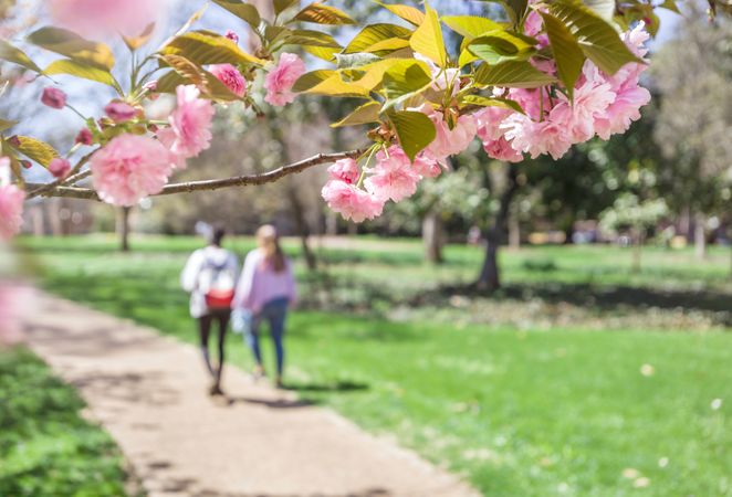 Blooming cherry trees in park
