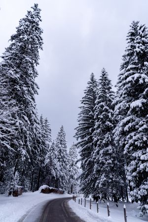 Winter road passing through a snow-covered forest in the Bavarian Alps, Germany