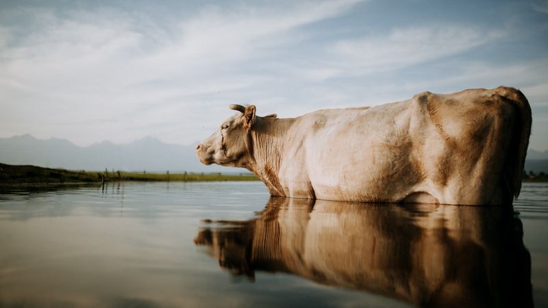 Gray cow standing on calm water at daytime