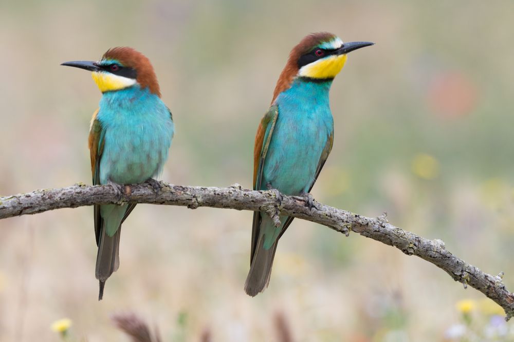 Birds standing on tree branch