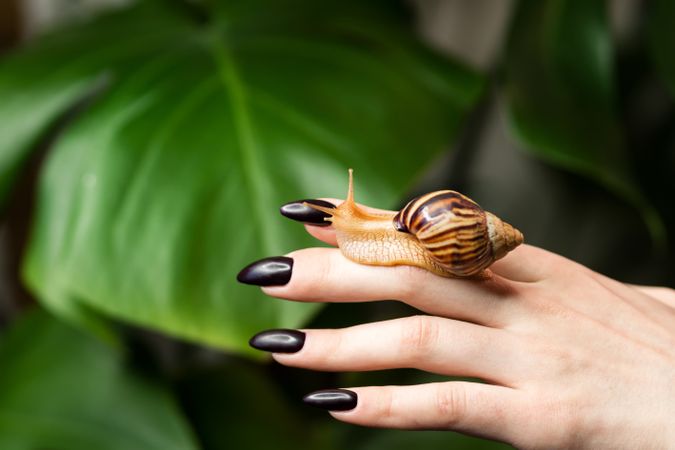 Snail Achatina on woman hand with plants in background