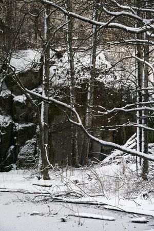 Snowy wild forest growing on rocky slope