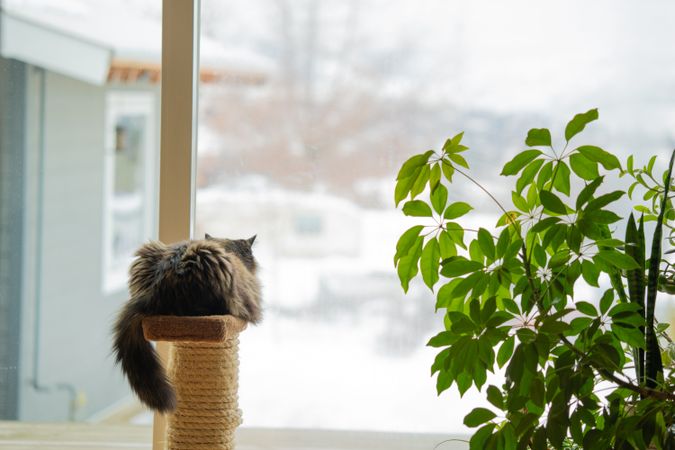 A tortoiseshell cat looking out a patio window with plants to her left and snow outside