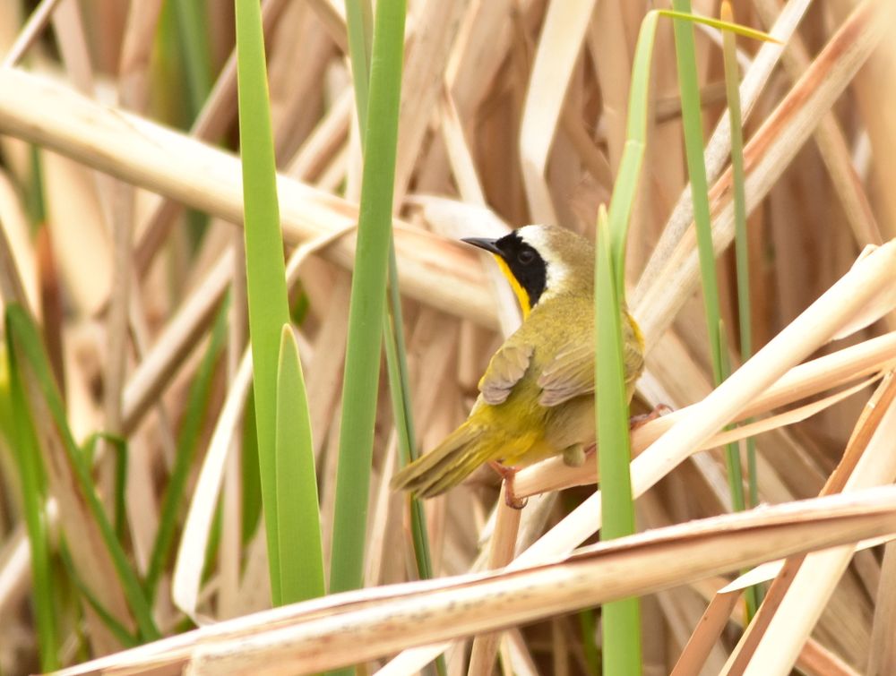 Small yellow bird perched on branches