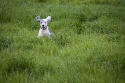 Copake, New York - May 19, 2022: Cute dog in green grass bxlPdb