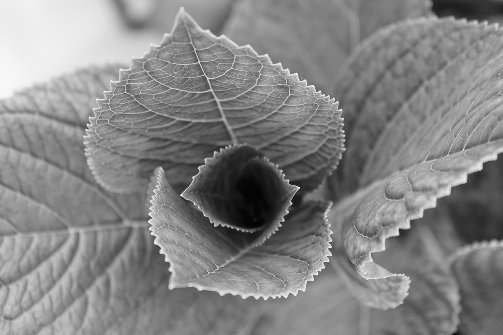 Close up of leaves in circle