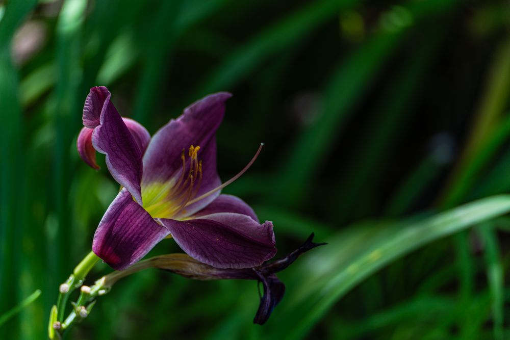 Bright lily flower in the garden