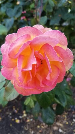 Pink and yellow rose