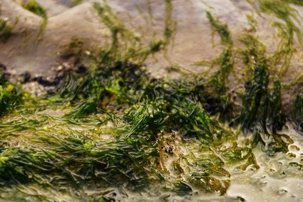 Wet algae on stone