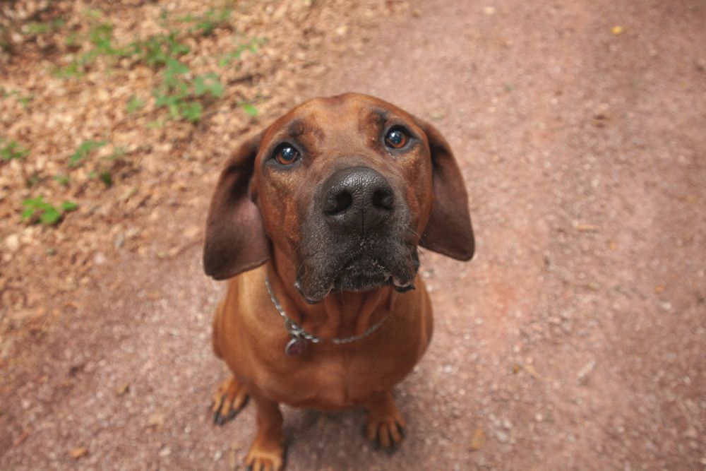 Pleading dog looking up at camera
