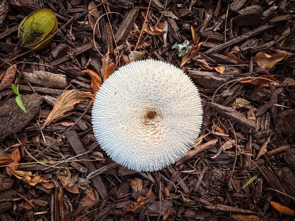 Overhead of Onion-stalk Lepiota