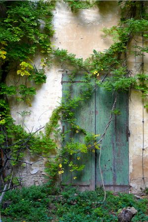 Plants on abandoned old door
