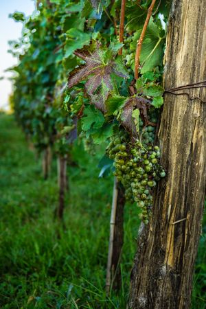 Close up of vine in Lopota