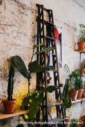 Ladder resting on wall in plant shop 0gP6e5
