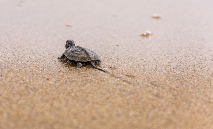 Offspring turtle on seashore