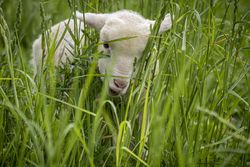 Adorable baby lamb grazing in tall grass 0VlZj4