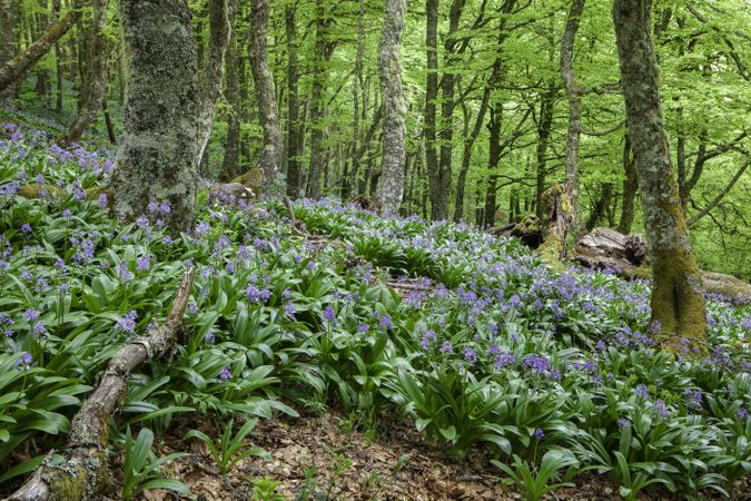 Flowers growing in spring forest