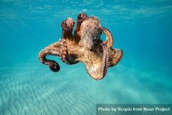 Underwater shot of octopus 4MWyq0