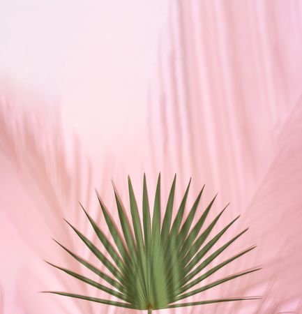 Tropical palm leaf with shadows against pink background