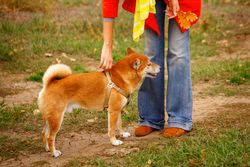 Female in red coat bending down to her dog in park