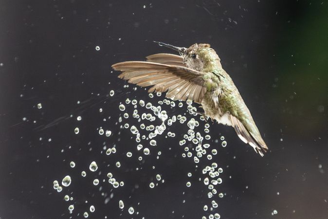 Beautiful Immature Male Anna's Hummingbird Enjoying The Water Fountain