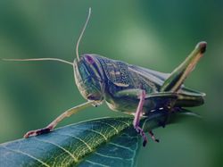 Grasshopper perching among the frangipani leaves