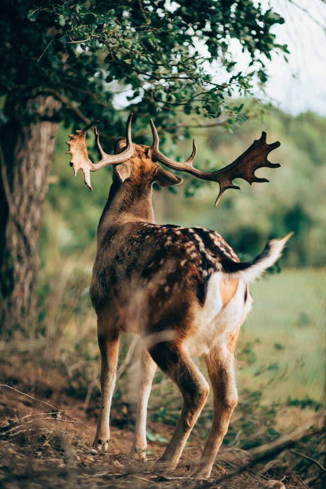 Elk eating leaves in countryside