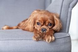 Cavalier spaniel relaxing on grey seat