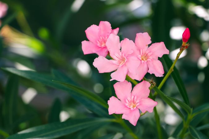Bright pink tropical flowers blossom