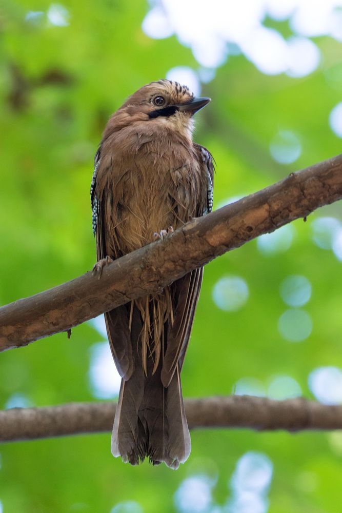 Old world flycatchers on brown tree branch