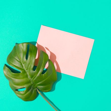Tropical monstera leaf with pink paper card note on vivid blue background