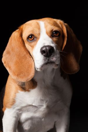 Amazing dog staring at camera