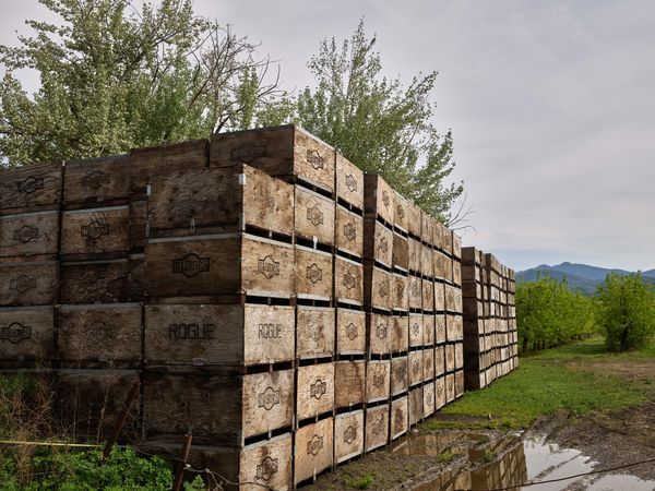 Peach crates await the fruit from adjacent peach trees in Phoenix, Oregon