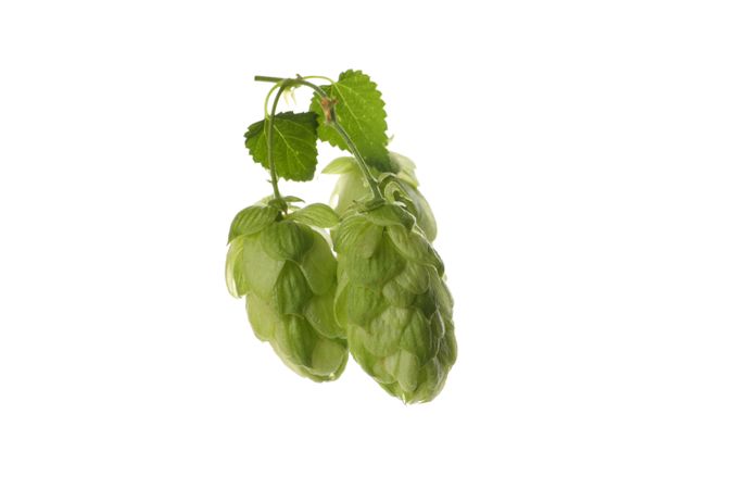 Fresh green hop isolated on light background