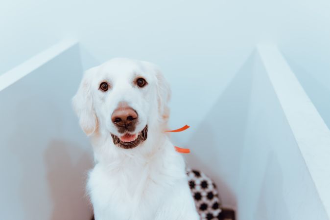 Big Labrador looking at camera