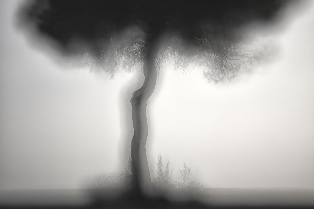 Defocused trees in sunset valley