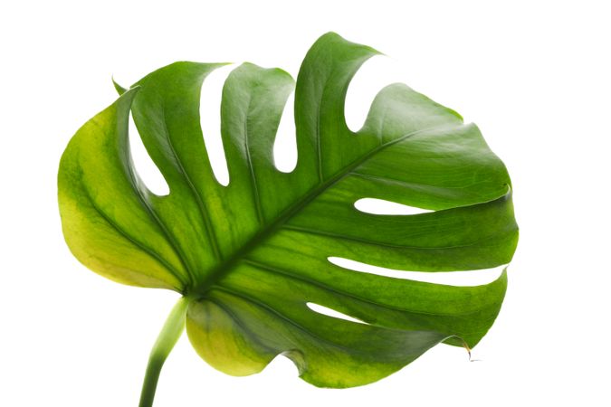 Green monstera leaf isolated on blank background
