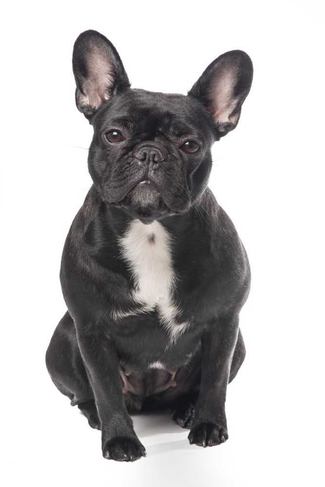 Cute French bulldog sitting